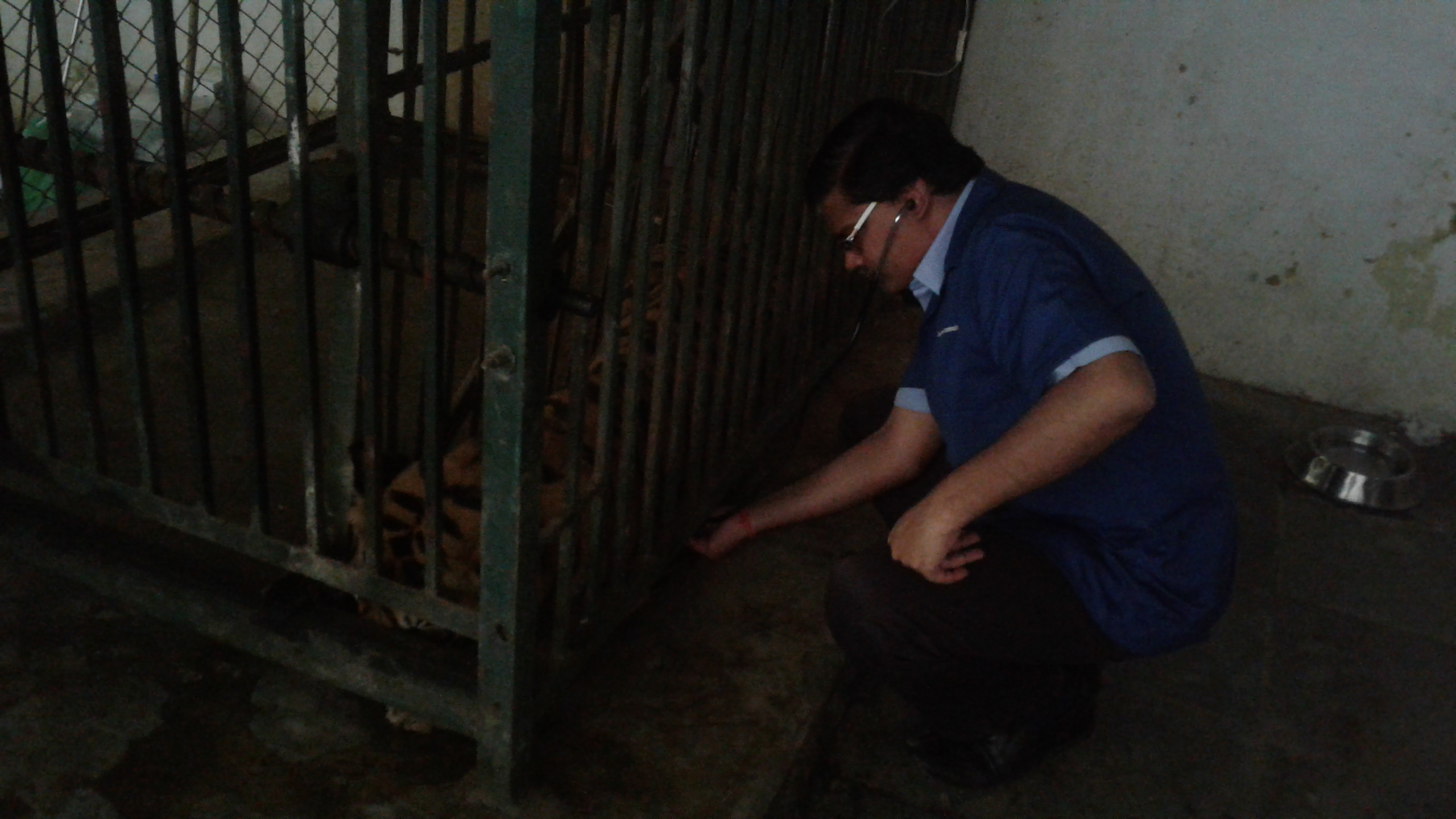 Treatment Of Tiger SGNP 2017